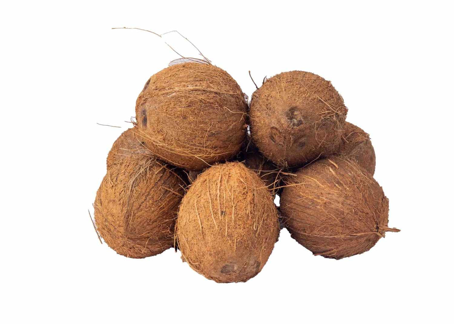COCONUT ( NO RETURN )