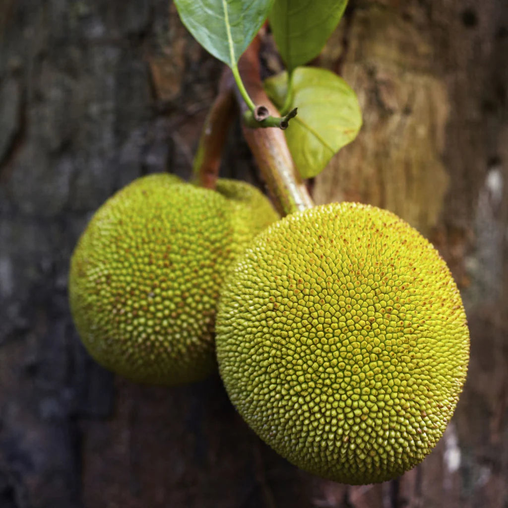 Green Jackfruit