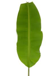BANANA LEAVES