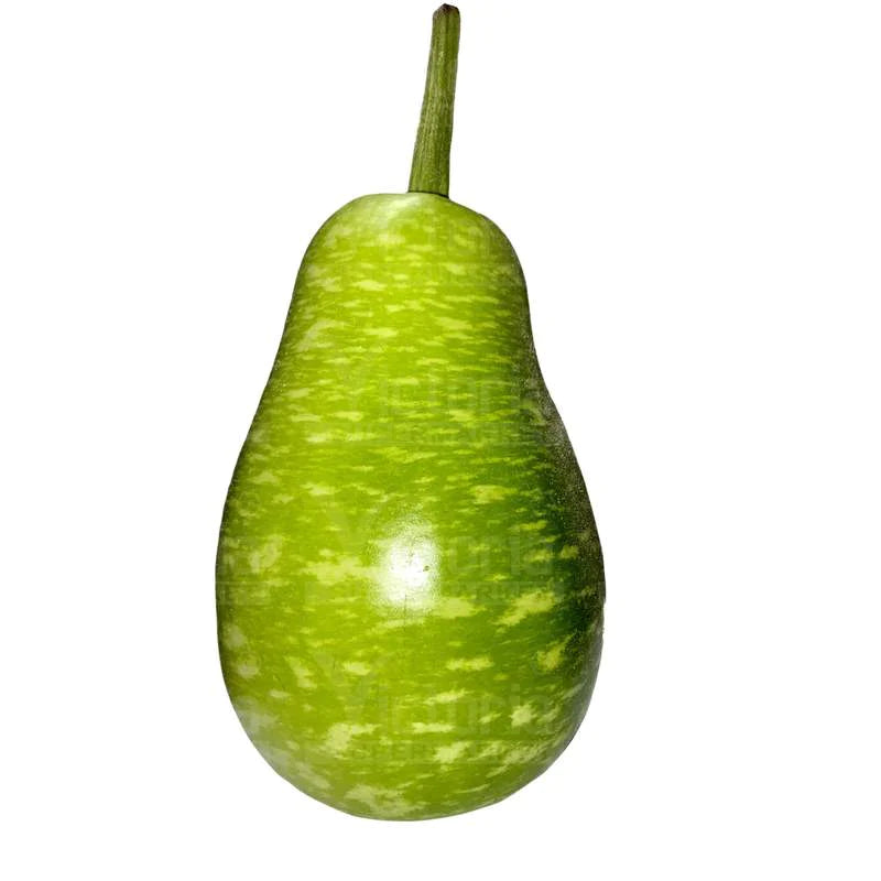 Bengal Squash
