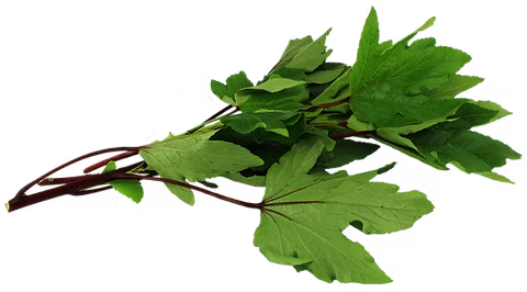 GONGURA LEAVES