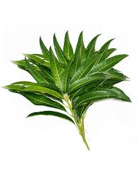 Mango Leaves