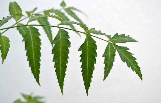 NEEM LEAVES